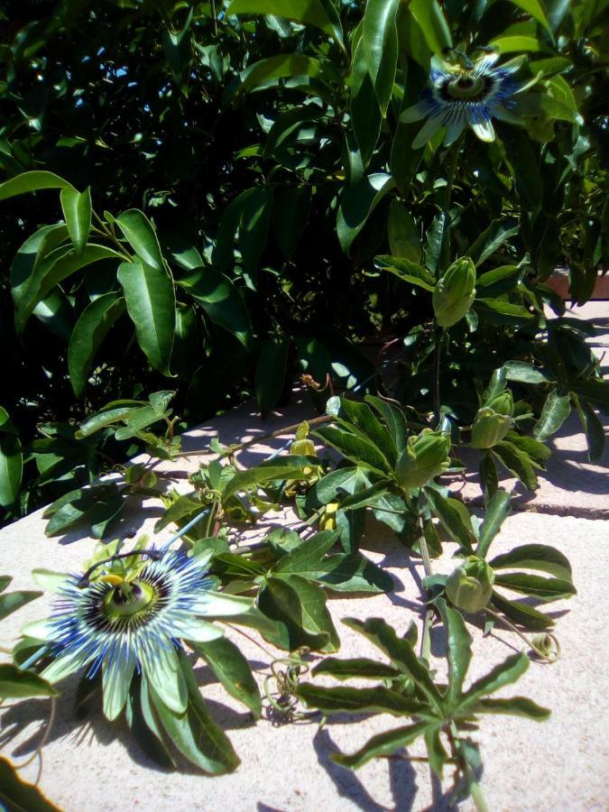 Bed and Breakfast Casa Te La Bradamante Magliano Экстерьер фото